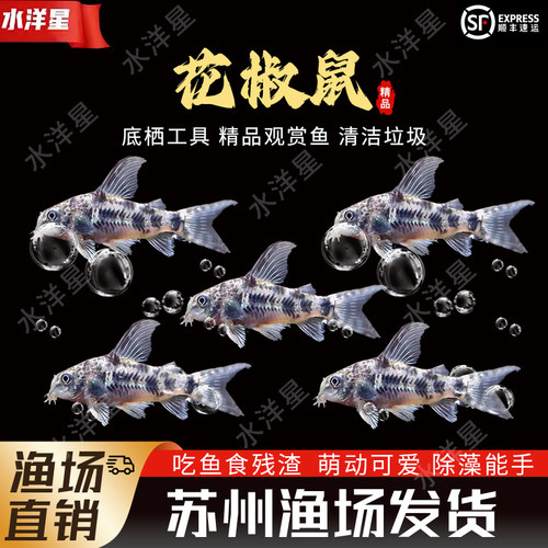 花椒老鼠鱼底栖除藻清洁工具鱼