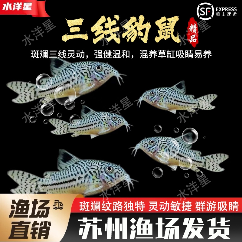 豹鼠集锦底栖清洁工具鱼