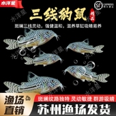 茉莉三线豹鼠鱼黄翅珍珠鼠鱼水草缸吃垃圾清洁工具底层鱼活体鱼