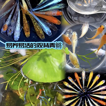 观背青鳉不打氧冷水淡水观赏鱼原生鱼小型冷水耐活群游鱼桌面宠物