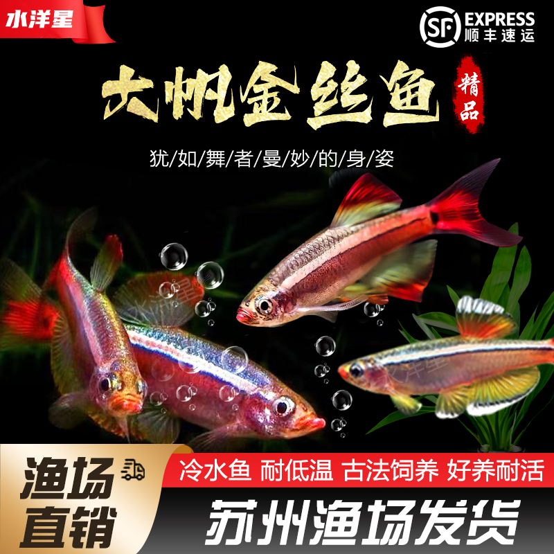 冷水桌面鱼缸原生态小鱼好养耐活