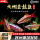 白云金丝鱼小型鱼大帆瑰丽金丝淡水冷水观赏鱼好养耐活鱼观赏小鱼