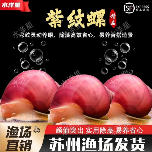 紫纹螺观赏螺神秘螺紫螺清洁螺
