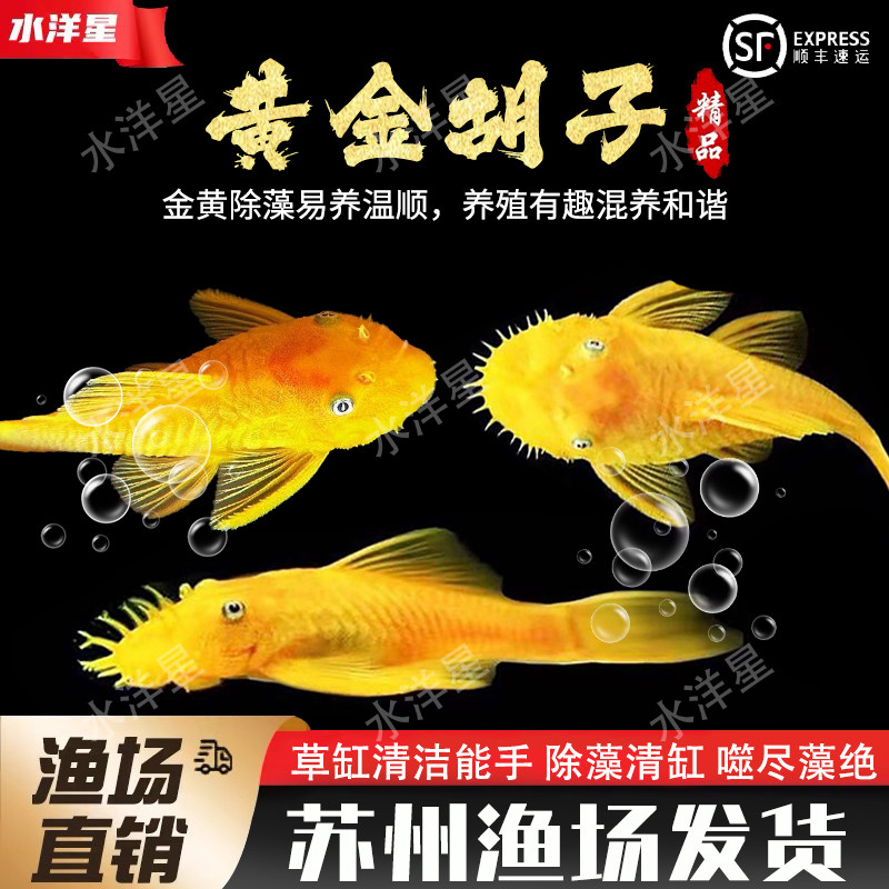 清缸工具鱼蓝眼胡子鱼黄金红眼迷彩鱼缸清洁鱼草缸小型热带观赏鱼