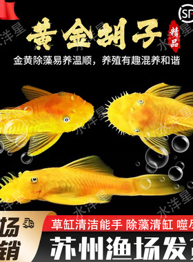 清道夫除藻热带观赏鱼胡子鱼草缸