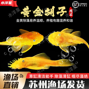 清缸工具鱼蓝眼胡子鱼黄金红眼迷彩鱼缸清洁鱼草缸小型热带观赏鱼