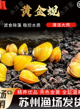 黄金蚬翻沙清洁除藻底栖鱼