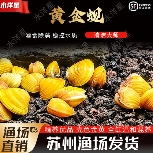 黄金蚬翻沙清洁除藻底栖鱼