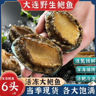 大连海鲜冷水鲜冻大鲍鱼当季新货活鱼速冻液氮锁鲜超大个顺丰包邮