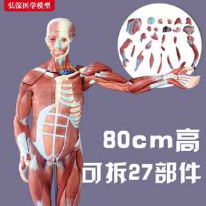 80cm人体全身肌肉模型可拆