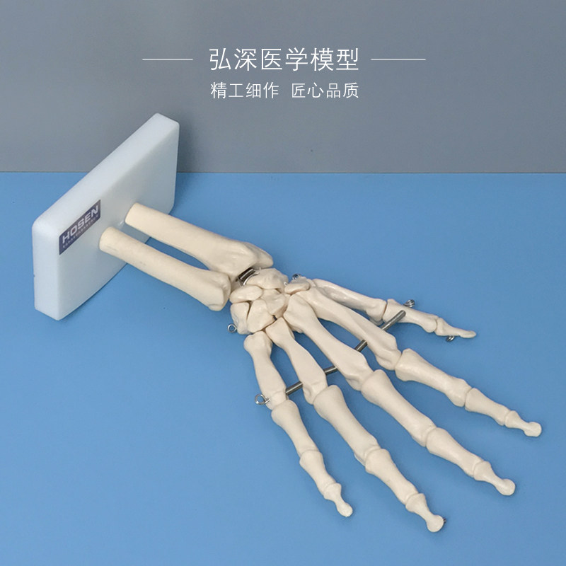 人体手骨模型手腕关节手部解剖手掌骨骼结构韧带活动医学教学模具_虎窝淘