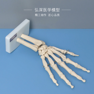 人体手骨模型手腕关节手部解剖手掌骨骼结构韧带活动医学教学模具