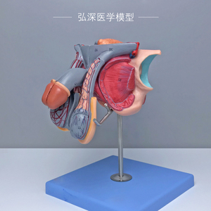 A15102男性生殖器官结构模型