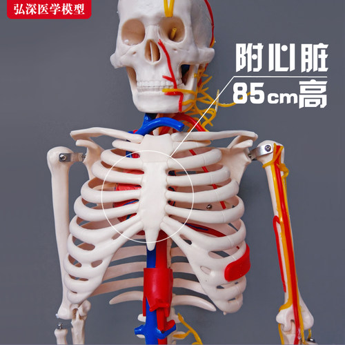 85cm人体全身骨骼模型带心脏血管