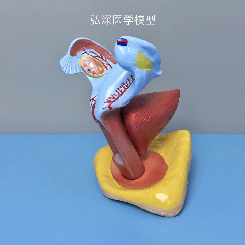 女性子宫膀胱模型生殖系统