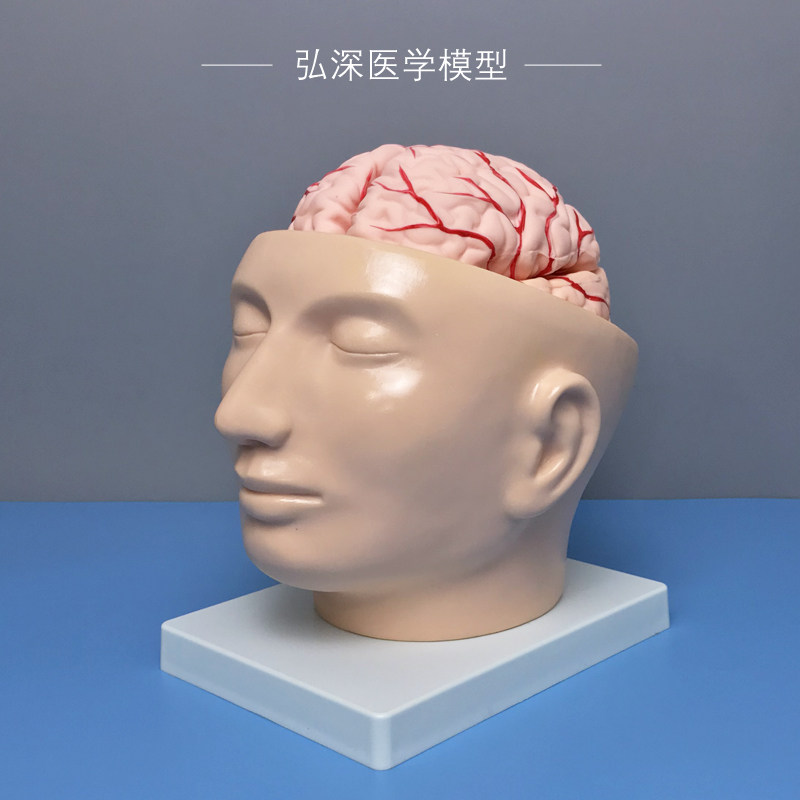 人体颅脑模型头部带大脑动脉血管分布小脑部可拆颅内解剖结构教学