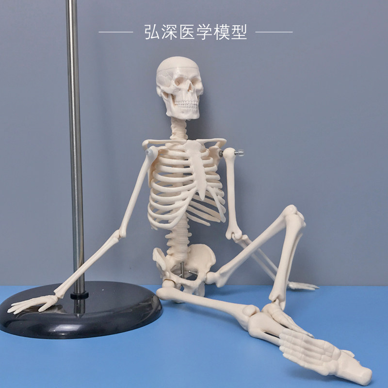 45cm高人体骨骼模型全身骨架骷髅骨头架子医学生小白教学四肢可拆