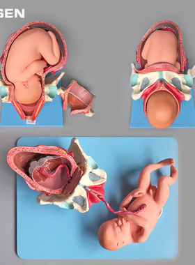 A42007 足月胎儿分娩过程模型妊娠分娩助产妇产科示教讲解教学