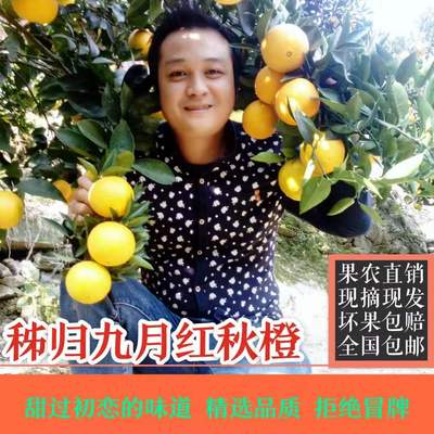 新品秭归九月红脐橙带箱10斤现摘当季果冻秋橙子手剥孕妇水果包邮