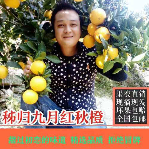 新品秭归九月红脐橙带箱10斤现摘当季果冻秋橙子手剥孕妇水果包邮