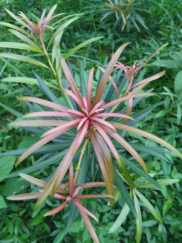 蔬鲜缘四季红芽罗汉松树苗海岛罗汉松彩芽罗汉松苗珍珠罗汉松树苗