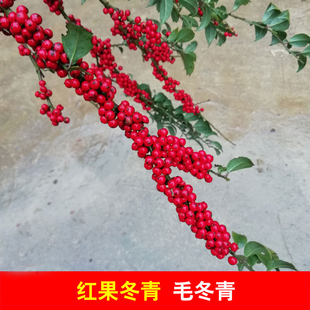 毛冬青野生红果冬青树苗铁冬青满条红吉祥年霄小叶小果观果盆栽