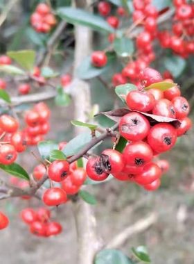 火棘树苗树桩盆景盆栽素材满树红观果绿植刺篱绿篱树苗园林绿化苗