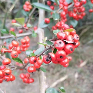 火棘树苗树桩盆景盆栽素材满树红观果绿植刺篱绿篱树苗园林绿化苗