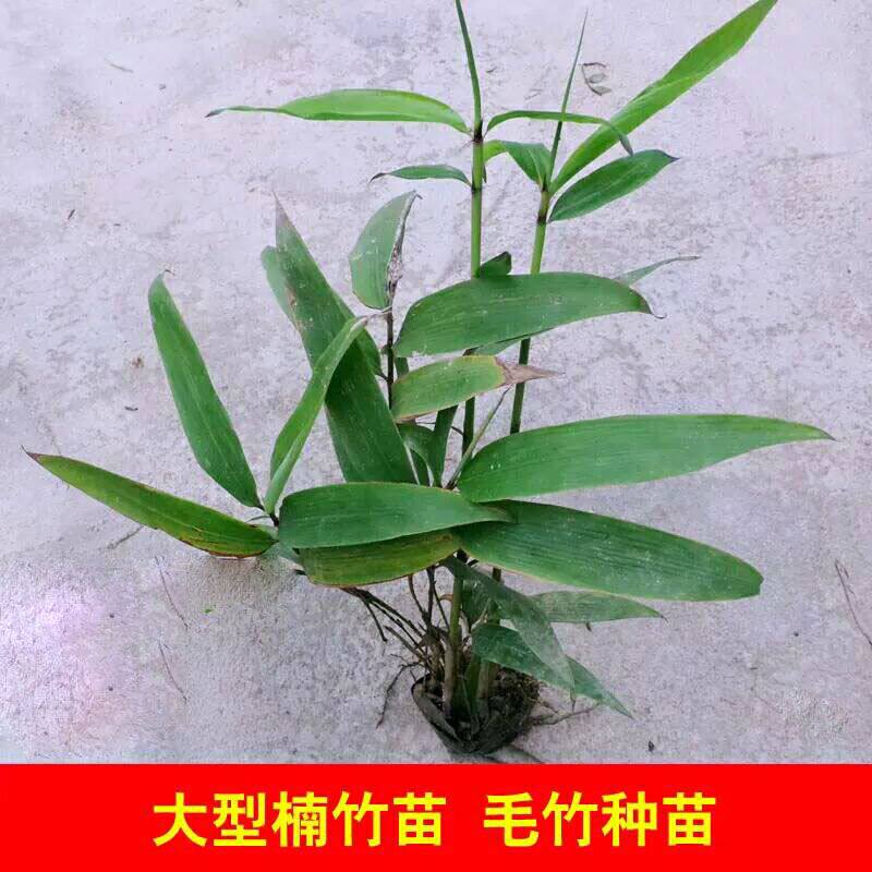 毛竹苗大型楠竹苗实生竹子苗华南桌面绿植