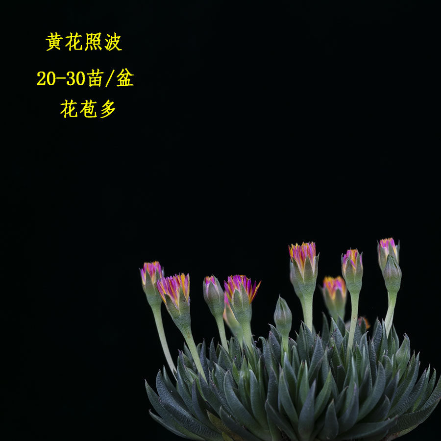 多肉黄花照波耐寒露天耐旱喜光园艺可爱黄花趣味