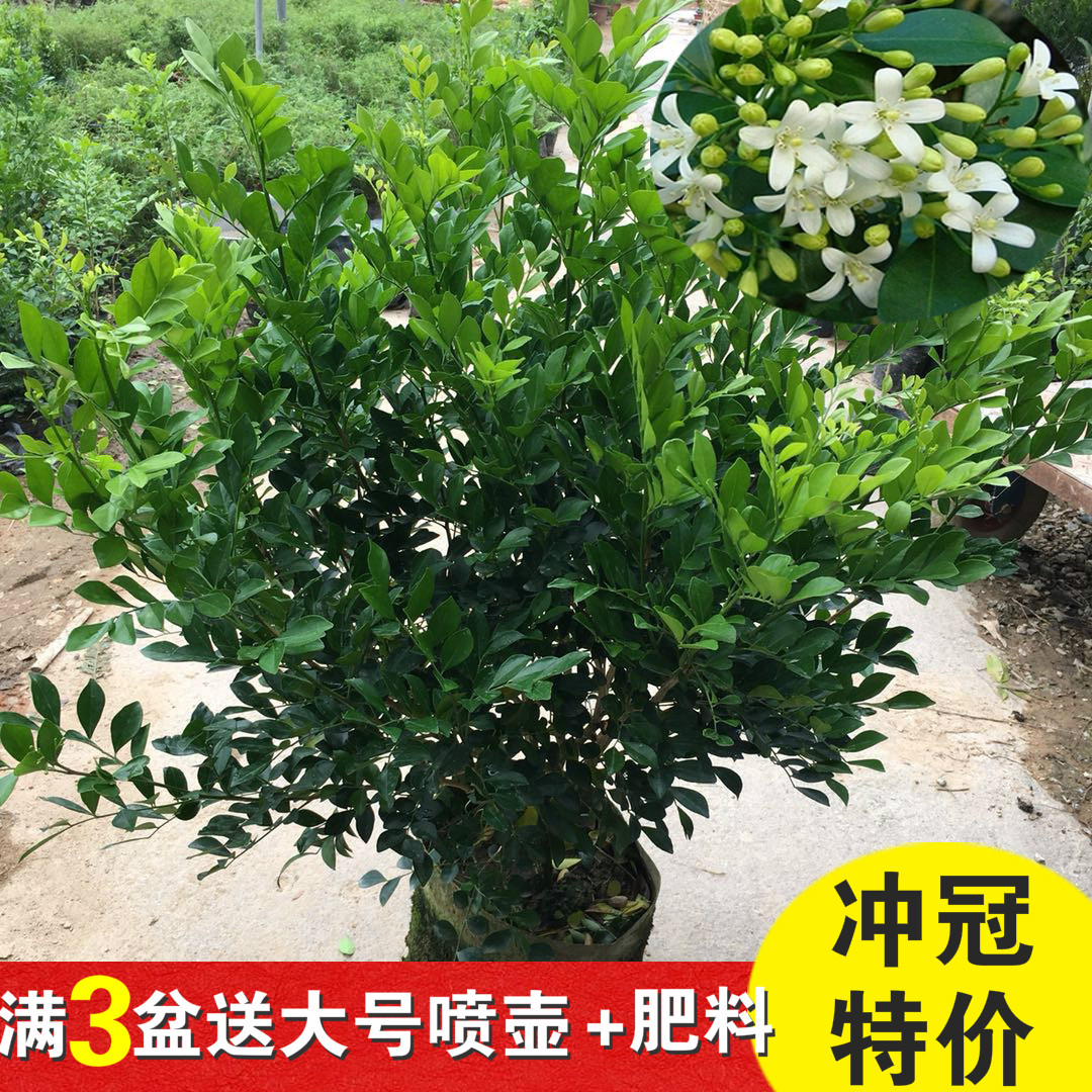 九里香树苗 千里香花卉盆栽苗 净化空气吸甲醛花期长庭院绿化盆景