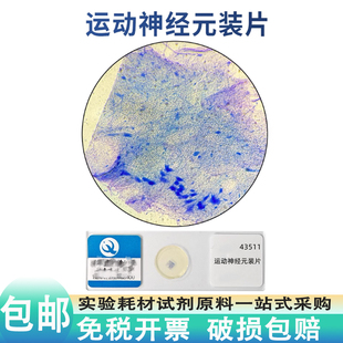 运动神经元装片心肌切片复层扁平上皮骨骼肌纤维结缔组织叶片横切