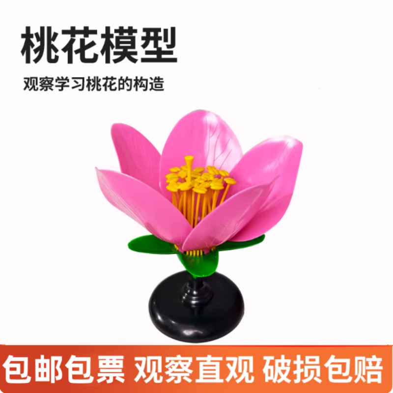 桃花解剖模型左右手实验器磁铁
