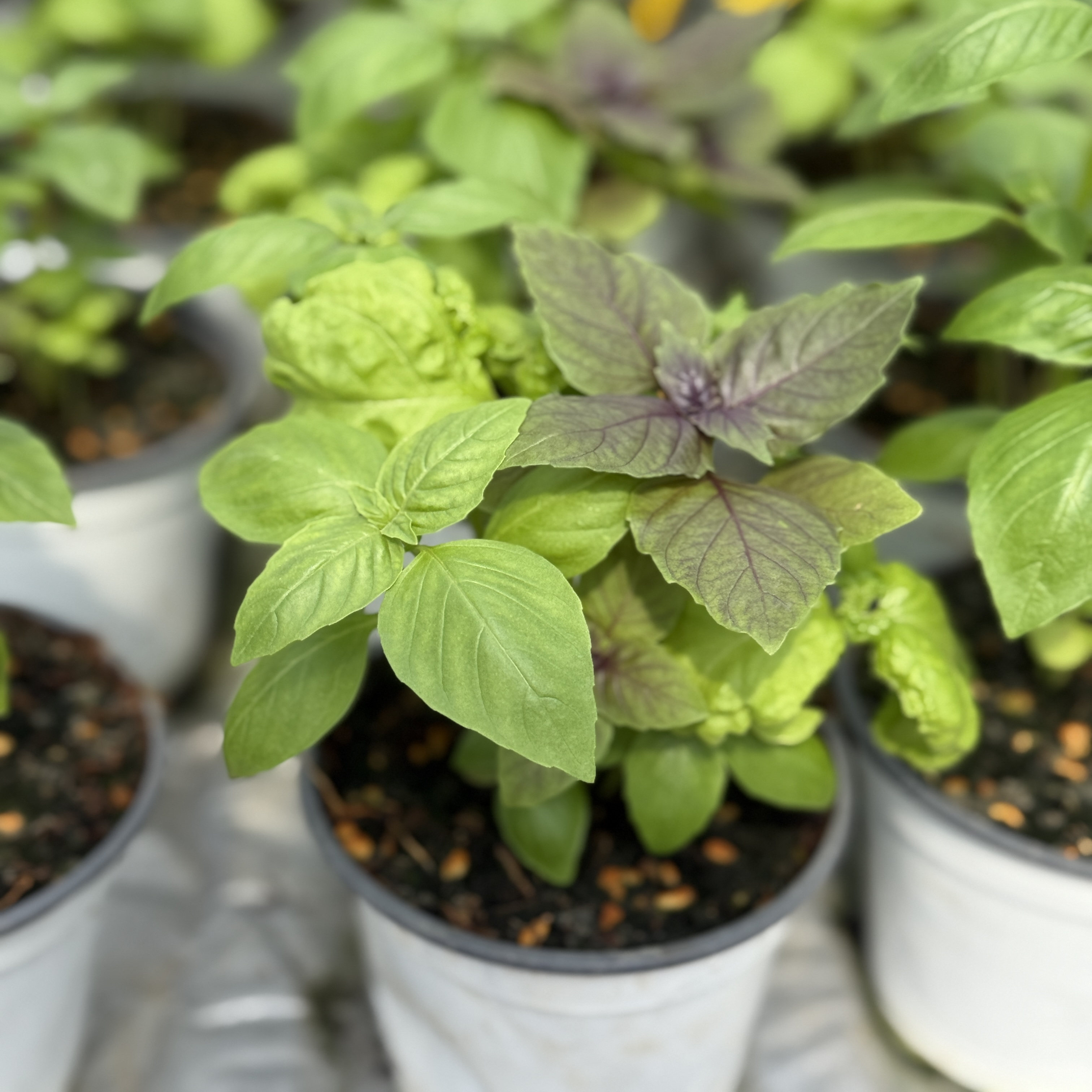 薄荷罗勒迷迭香可食用香料盆栽