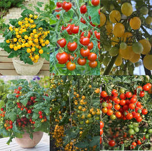 优质番茄品种种子（不包发芽率）