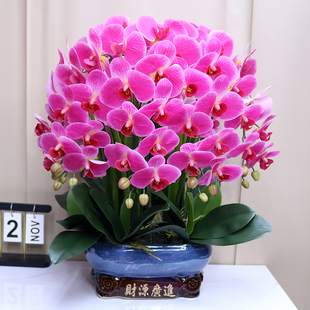 保湿手感仿真花蝴蝶兰家居客厅装饰花电视柜玄关茶几假花餐桌摆件