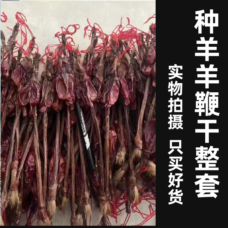 羊鞭干中药材整条带蛋羊鞭整根泡酒羊鞭粉 鹿鞭驴鞭狗鞭牛鞭猪鞭