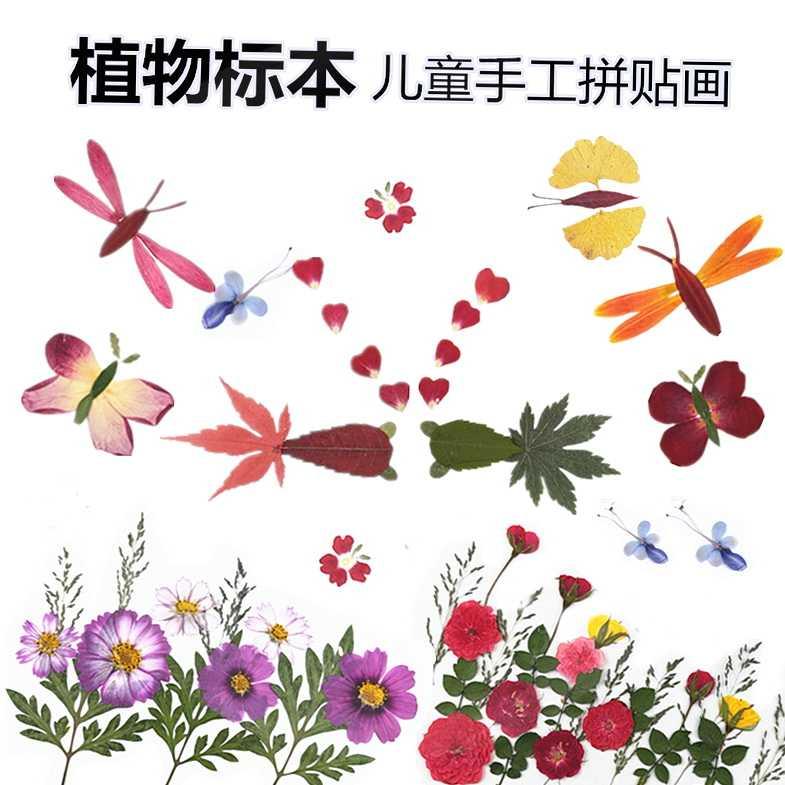 幼儿园小学生手工真树叶贴画 干花拼贴画 植物标本儿童手工课早教