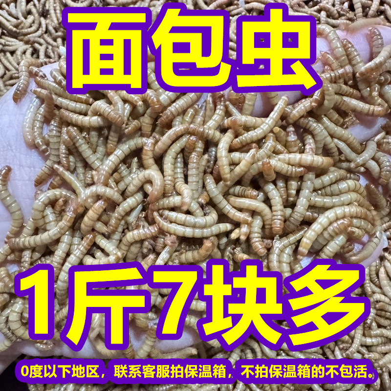 山东面包活体养殖开口虫蛙类蝎子