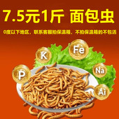 面包虫黄粉虫活体鱼食龙鱼活食仓鼠芦丁鸡鹦鹉鸟乌龟饲料野钓鱼虫