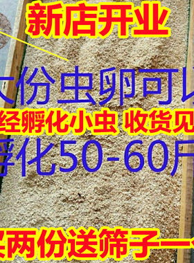 面包虫虫卵已经孵化收货见虫