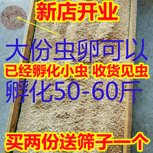 面包虫虫卵黄粉虫种虫养殖种虫包活包技术种虫虫子黄粉虫种虫虫卵