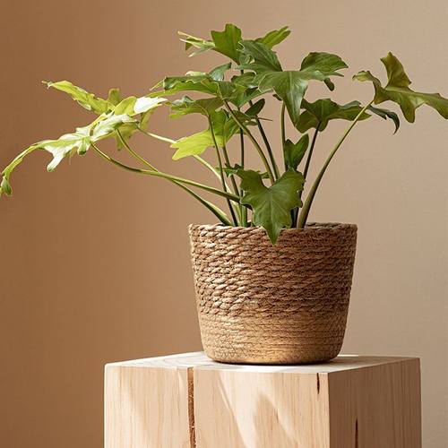 编织花篮天然海草藤编绿植物套盆