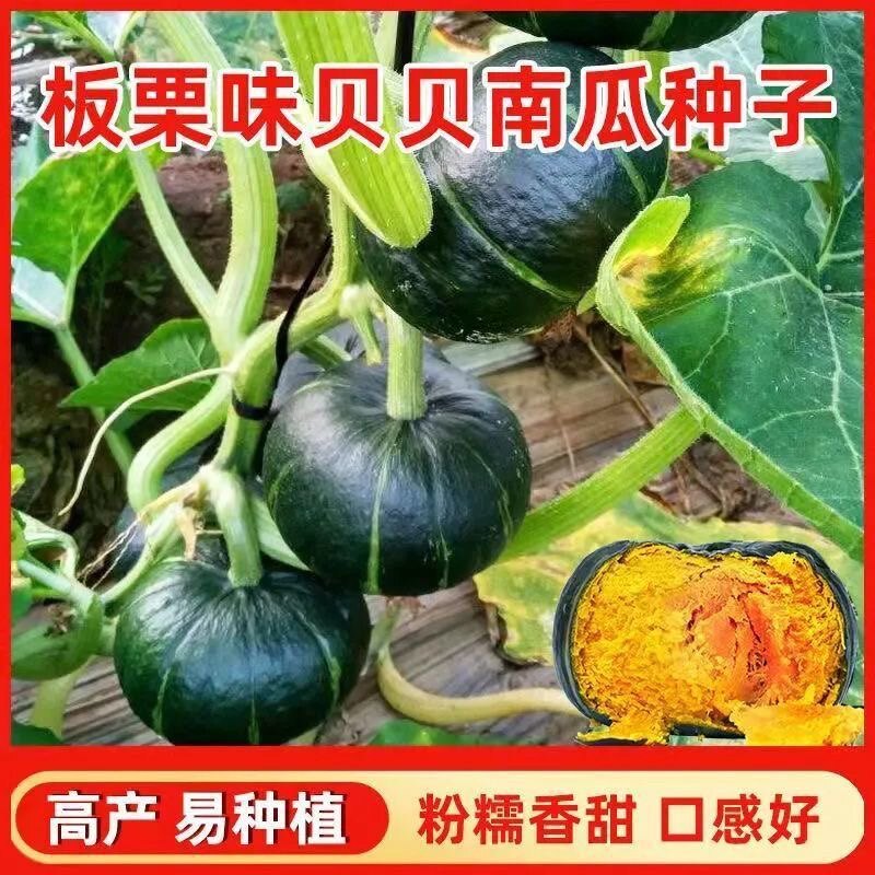 贝贝南瓜种子四季高产小南瓜