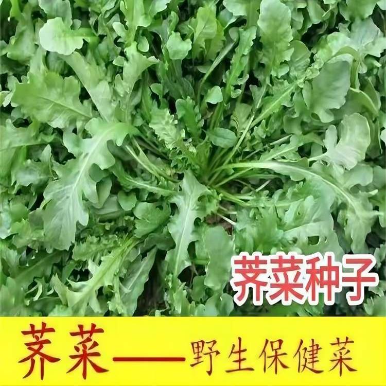 荠菜种子大全四季播蔬菜种籽大全春季播蔬菜种籽大全四季菜籽
