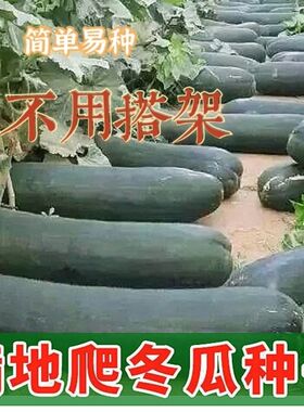 满地爬特大巨型黑皮冬瓜种子大型种高产大冬瓜四季春天盆栽蔬菜种