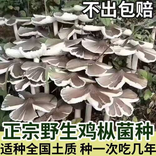 四季可种，喷水就活，反复出菌