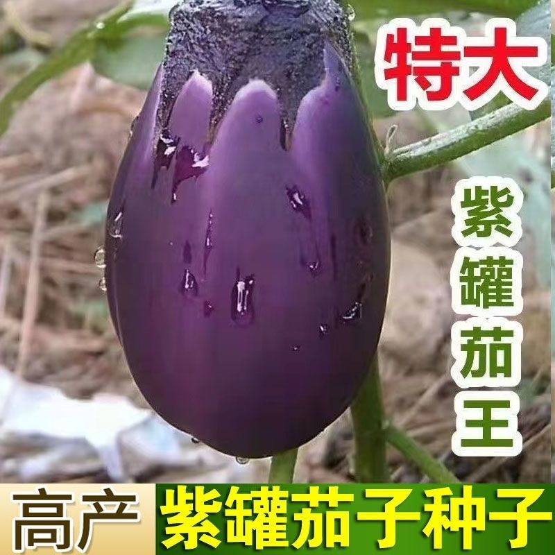 湖南本地茄子四季高产特大