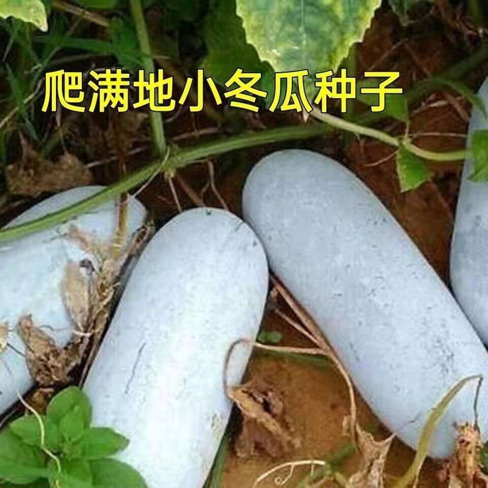 满地爬小冬瓜种子冬瓜种籽毛节瓜小冬瓜四季春天高产盆栽蔬菜种子