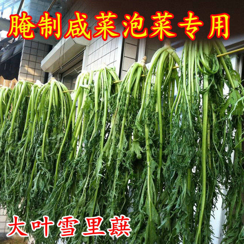 雪里红菜籽小叶大叶农家秋季